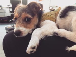 Ferihan-Steiner-Consulting_Hundegestuetztes-Seminar